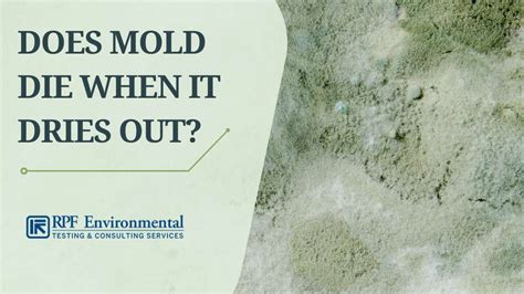 what temp does mold die