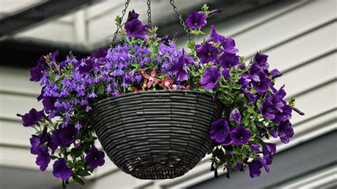 What Temp For Hanging Baskets