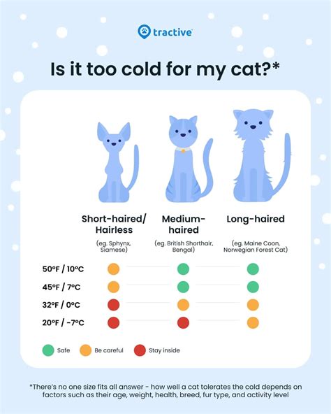 What Temperature Are Cats Cold