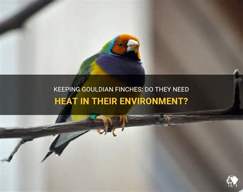 What Temperature Do Finches Need