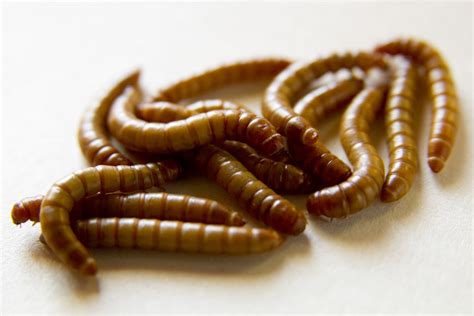 what temperature do mealworms prefer
