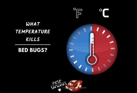 What Temperature Kills Insects