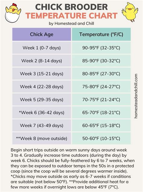 What Temperature Should A Brooder Box Be For Chicks
