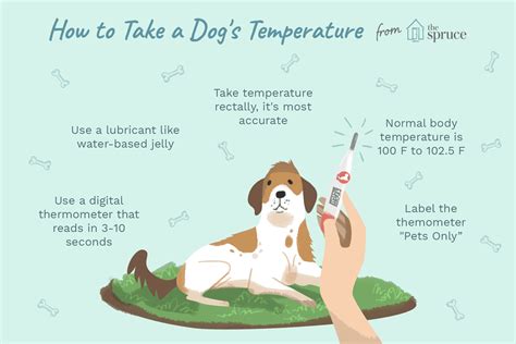 What Temperature Should A Dog Be At