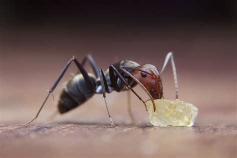 what the ants eat