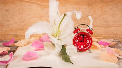 Discover the Best Hours to Find Roses at What Time Do They Open