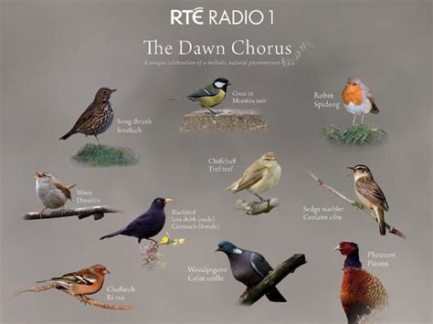 what time is the dawn chorus in the uk