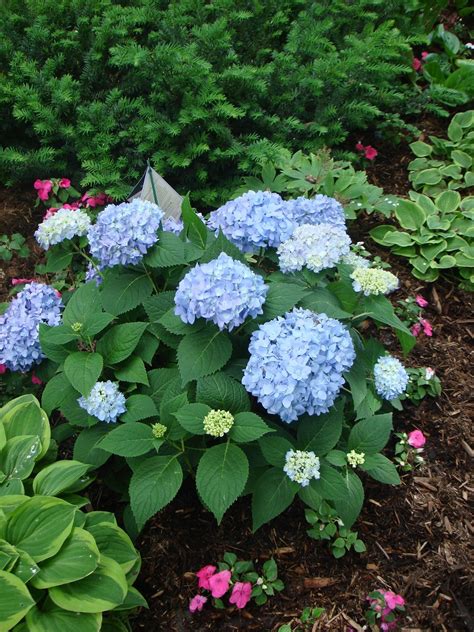 What To Add To Soil To Get Blue Hydrangeas