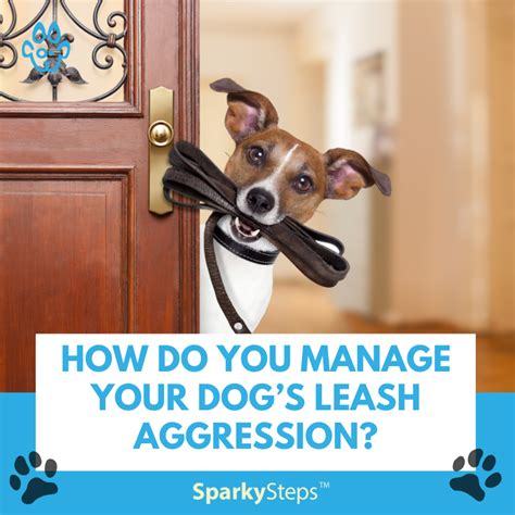 What To Do About Leash Aggression