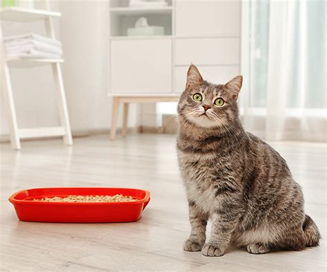 What To Do If Cat Does Not Use Litter Box