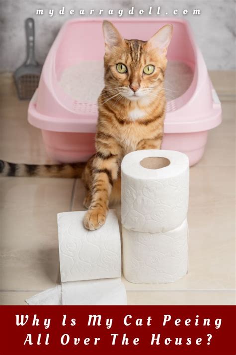What To Do If Cat Is Peeing In House