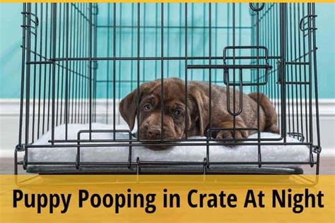 What To Do If Puppy Is Pooping In Crate