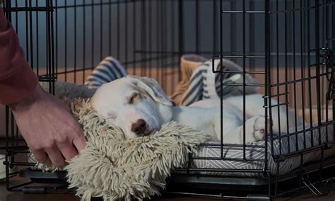 What To Do If Puppy Won't Sleep In Crate