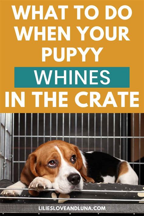What To Do If Puppy Won't Stop Whining In Crate