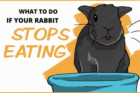 What To Do If Rabbit Isn't Eating
