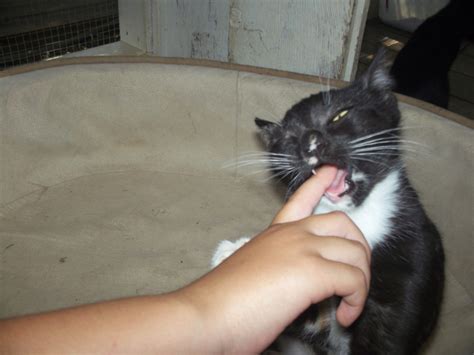 what to do if stray cat bites me