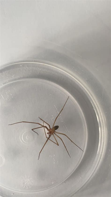 What To Do If There Is A Spider In Your Bathroom