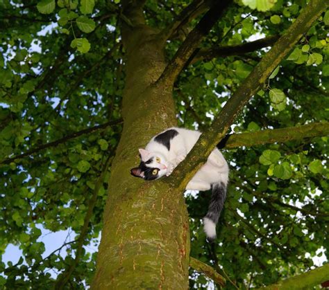 What To Do If You Find A Cat Stuck In A Tree