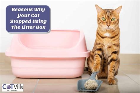 What To Do If Your Cat Is Not Using The Litter Box