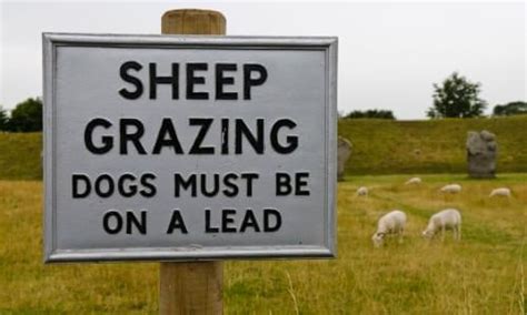 what to do if your dog attacks a sheep