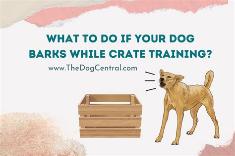 What To Do If Your Dog Barks In The Crate