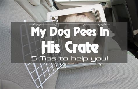 What To Do If Your Dog Pees In The Crate