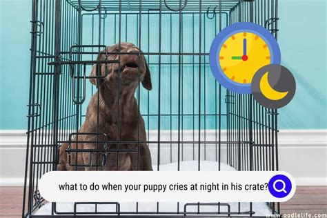 What To Do If Your Puppy Cries In Its Crate