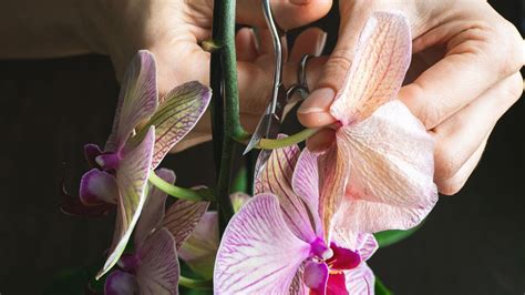 What To Do To Orchids When The Blooms Fall Off