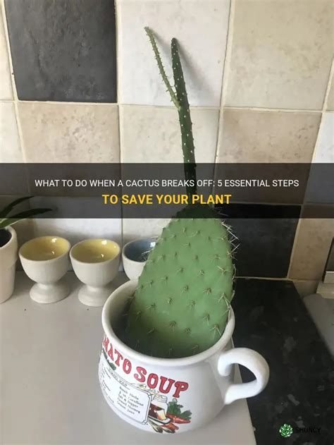 What To Do When A Cactus Breaks