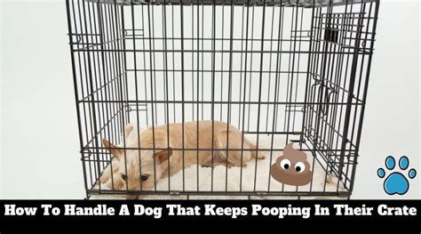 What To Do When A Dog Poops In His Crate