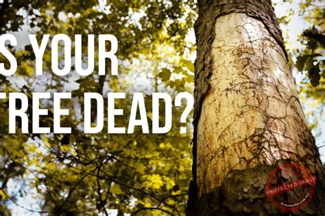 What To Do When A Tree Dies