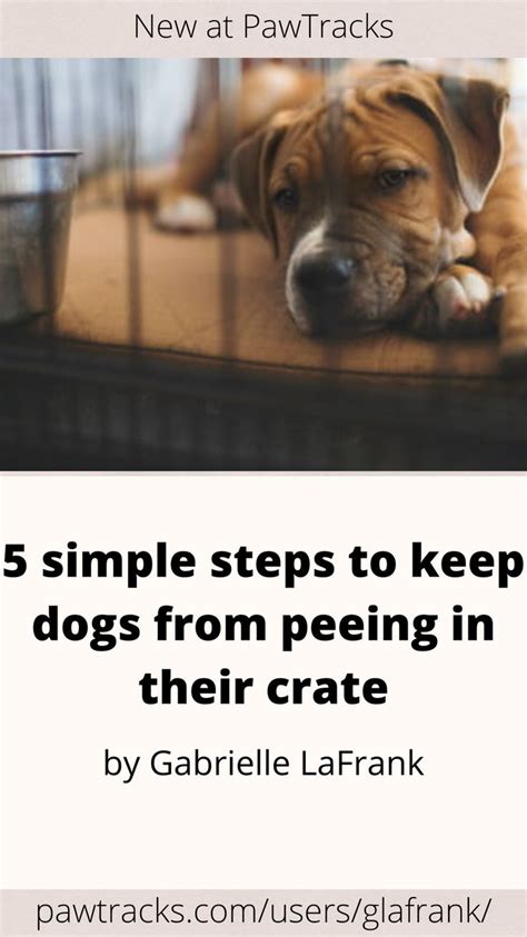 What To Do When Dogs Pee In Their Crate
