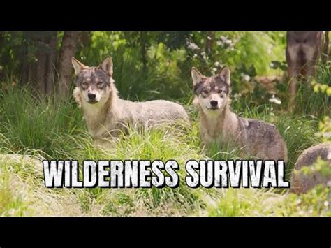 What To Do When Encountering A Wolf Pack
