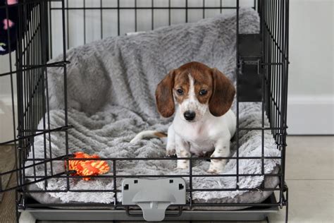 What To Do When Puppy Keeps Peeing In Crate
