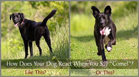 What To Do When Your Dog Doesn't Come When Called