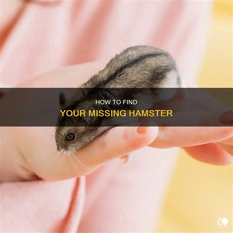 What To Do When Your Hamster Is Missing