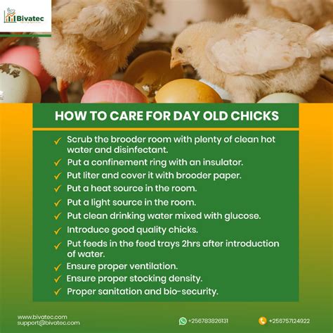 What To Do With A Brooding Chicken