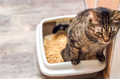 What To Do With A Cat That Pees On Everything