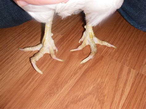 What To Do With A Chicken With A Broken Toe