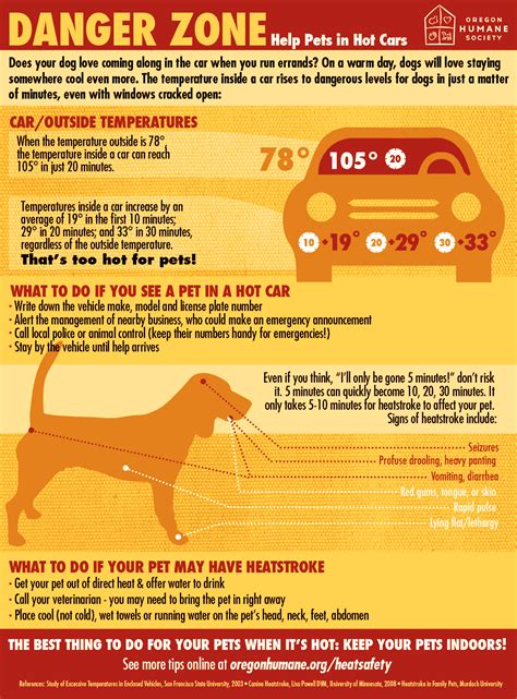 what to do with a dog when it's hot