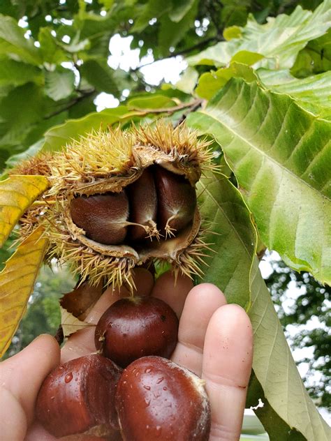 What To Do With Chestnuts From Tree