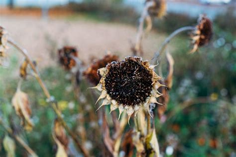 what to do with dead sunflowers