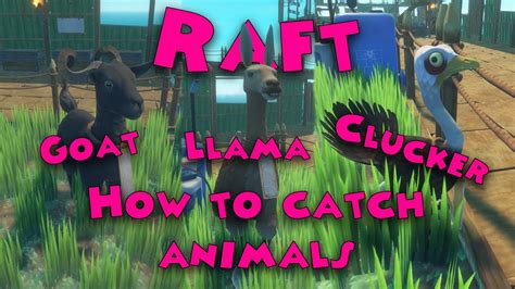 What To Do With Goats In Raft