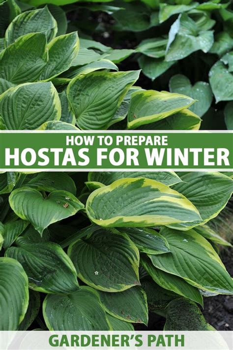 What To Do With Hostas In The Winter