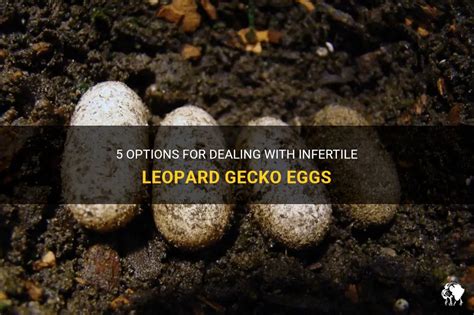 What Does A Healthy Leopard Gecko Egg Look Like