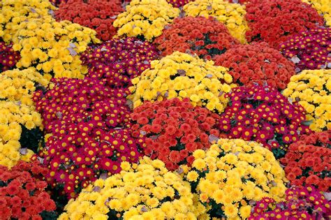 Planting Fall Mums in Gardens