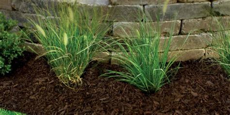 What To Do With Old Mulch In Spring