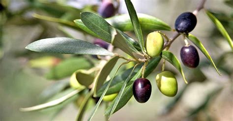 What To Do With Olives From Tree