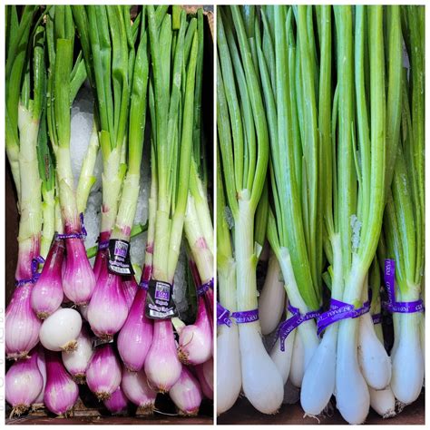 How to Grow Spring Onions The Definitive Planting Guide Backyard Boss