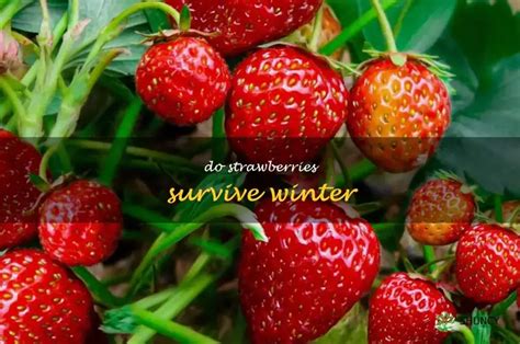 What To Do With Strawberries In The Winter